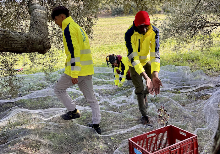 L’huile d’olive 13 Habitat en préparation à Château-Gombert !